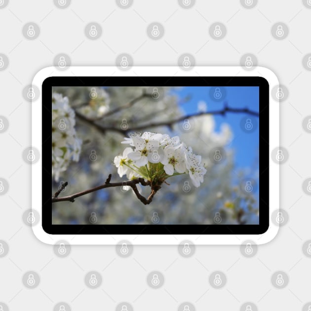 Flowering Tree in Spring Magnet by shanestillz