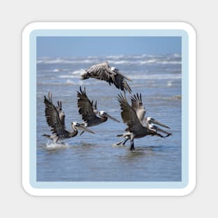 Brown Pelicans Take Flight Magnet