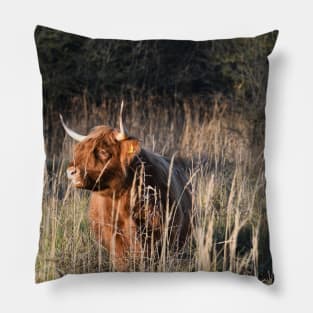 Highland Cattle / Swiss Artwork Photography Pillow