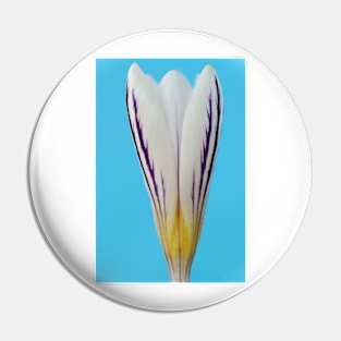 Crocus versicolor  &#39;Picturatus&#39; Pin