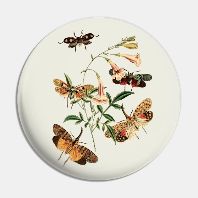 Moths and  Flower Nature Illustration Pin by Biophilia