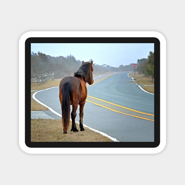 Assateague Pony Looking Down the Road Magnet by Swartwout