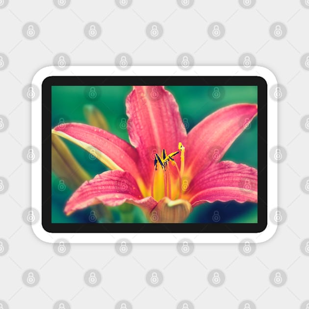 Daylily in Bloom Magnet by InspiraImage