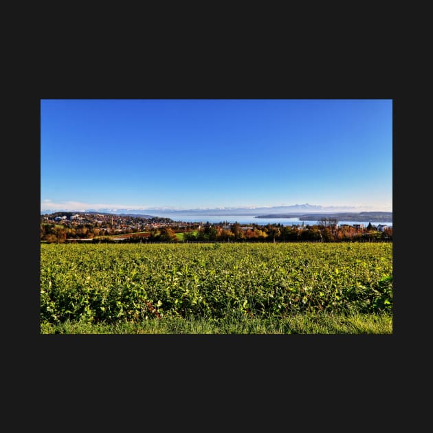 Lake Constance from Aufkirch, Germany by holgermader