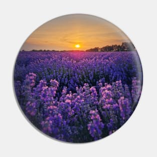 Picturesque scene of blooming lavender field Pin