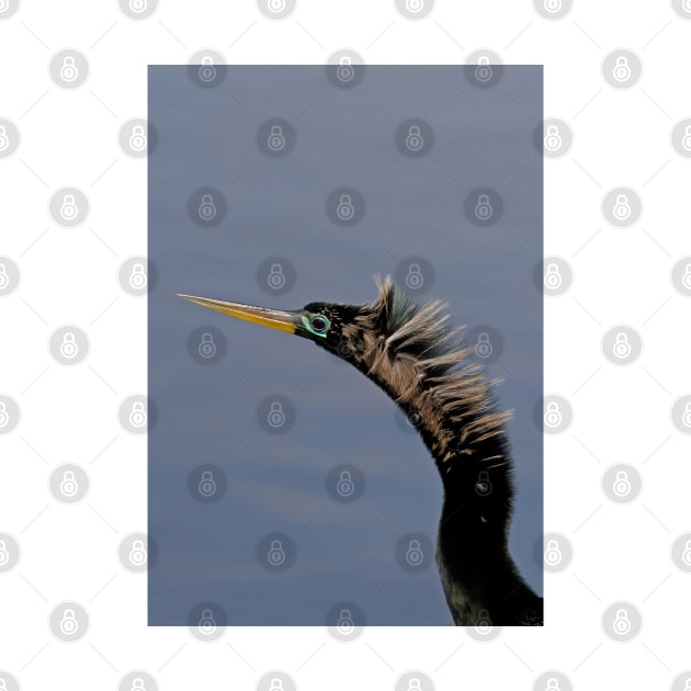 Anhinga - Florda by Jim Cumming