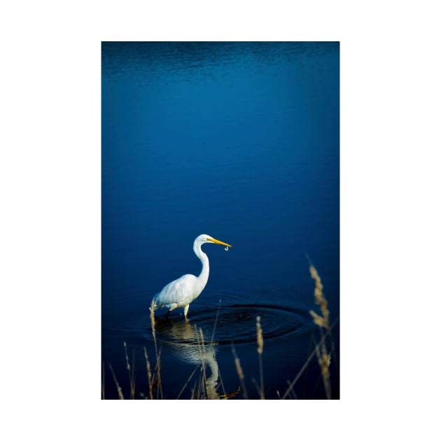 White Great Egret by blossomcophoto