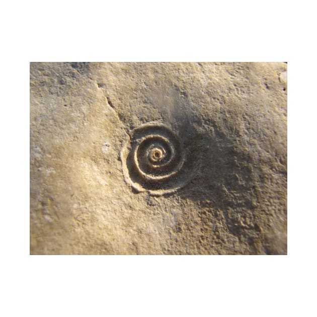 Fossil of a Spiral Shell in Stone by OneLook