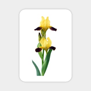 Bearded iris Magnet