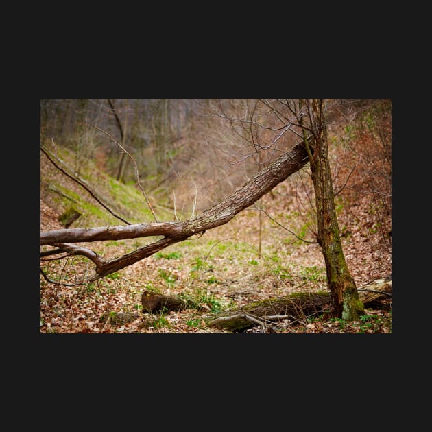 Fallen trees in a forest on springtime by naturalis