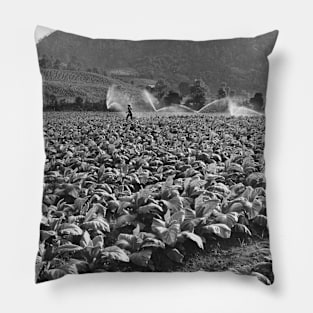 Honduras Tobacco Field Pillow