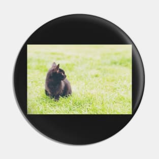 Adorable little black kitten sitting on green lawn Pin