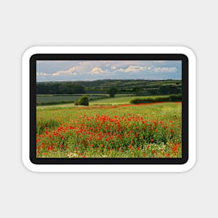 Red Poppies Magnet