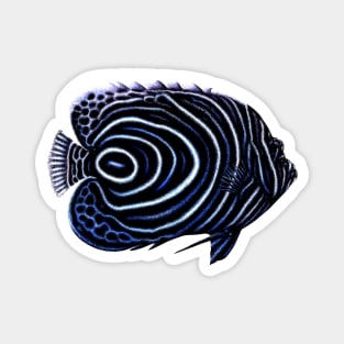 Juvenile Emperor angelfish Magnet