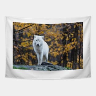 Arctic Wolf - Parc Omega, Quebec Tapestry