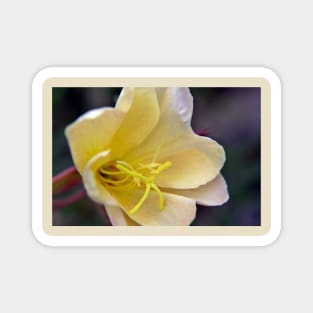 Evening Primrose Flower Magnet