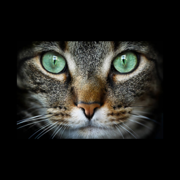 Tabby cat face - Tabby Cat Face - Phone Case