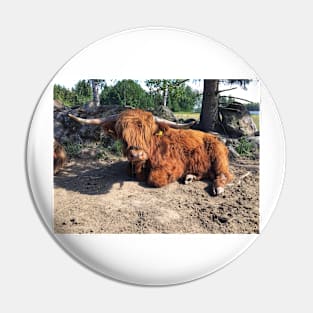 Scottish Highland Cattle Bull 2433 Pin