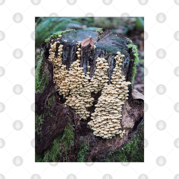 Troops of sulphur tuft mushrooms on a stump by SDym Photography