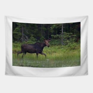 Moose on the loose, Algonquin Park, Canada Tapestry