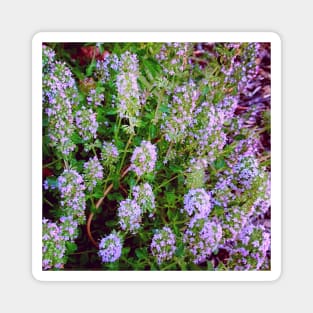 Flowering Thyme Plant Magnet