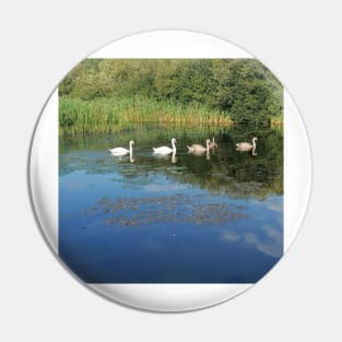 cute Swans at peace (swans band, swans band logo, swans filth, swans, swans to be kind) Pin