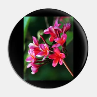 plumeria-flowers-frangipani-floral-red-shirtyshirto-70 Pin