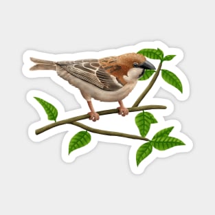 Russet sparrow Magnet