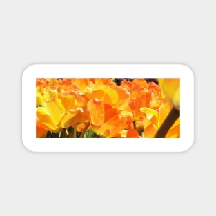 Close-up Orange and Yellow Tulips Magnet