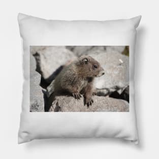 Baby marmot in Mount Rainier National Park Pillow