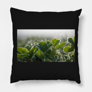 Frost Covered Clover Pillow