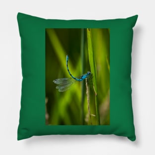 Common Blue Damselfly Pillow