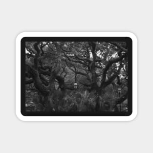 Old Tree in Black and White Magnet