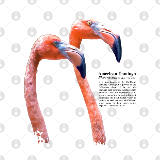 American flamingo tropical bird black text by Ornamentum