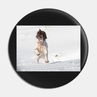 English Springer Spaniel in snow Pin