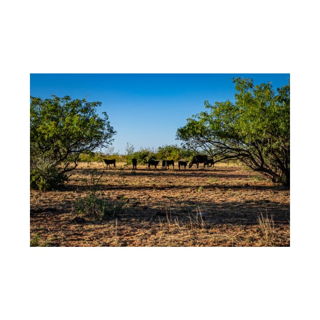 Angus Cow and Calves by Gestalt Imagery