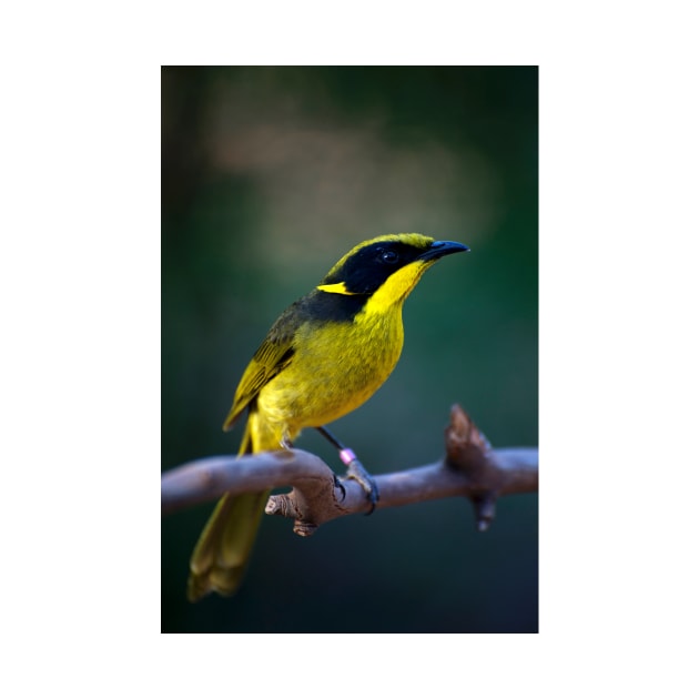 Helmeted Honeyeater by GP1746