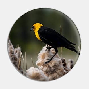 Yellow headed black bird. Pin