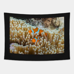 Cute Clownfish on the Great Barrier Reef Tapestry