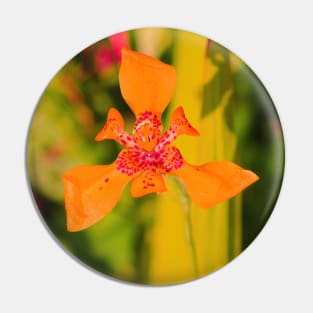 Orange lily blossom on yellow background Pin