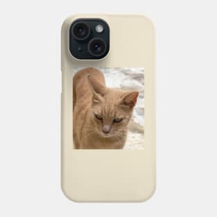 Cats of Malta - stray ginger tabby cat Phone Case