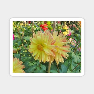 Yellow and Red Dahlias Magnet