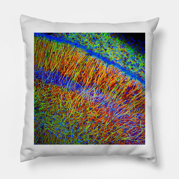 Brain cells, fluorescence micrograph (C023/4113) Pillow by SciencePhoto