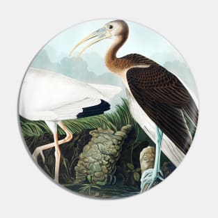 White Ibis from Birds of America (1827) Pin