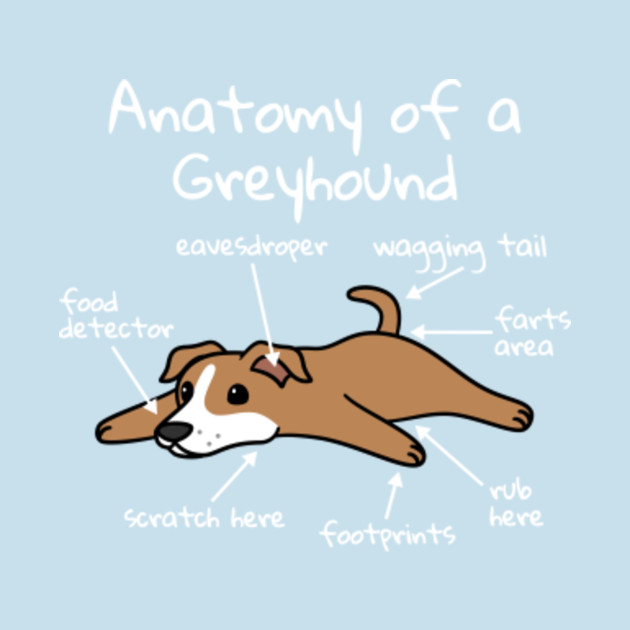 Greyhound Anatomy Chart