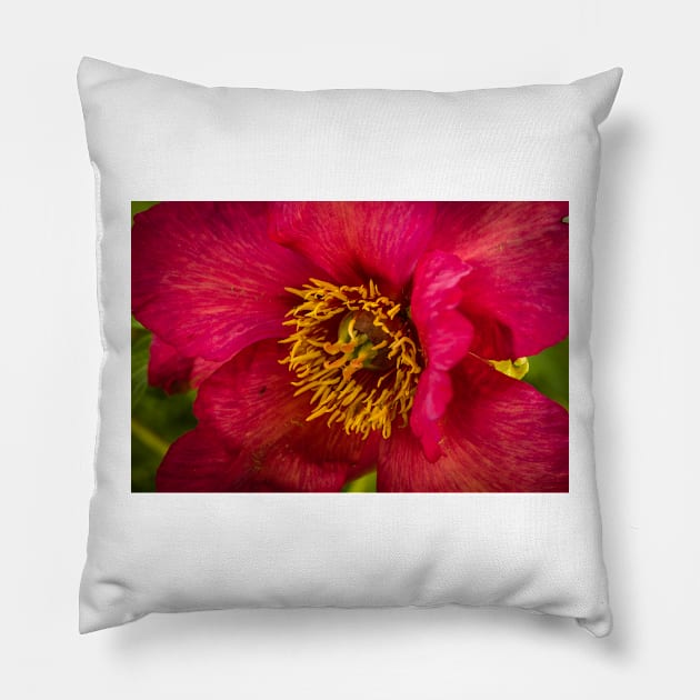 Blooming Red! Pillow by Robert Alsop