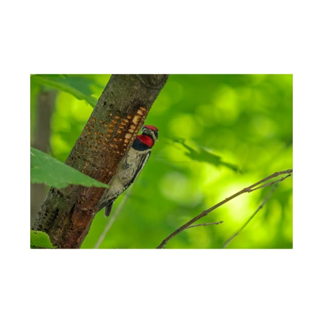 Yellow-bellied Sapsucker by Eunice1