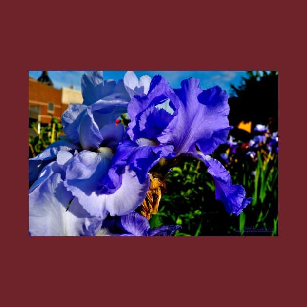 Blue Iris by michaelasamples