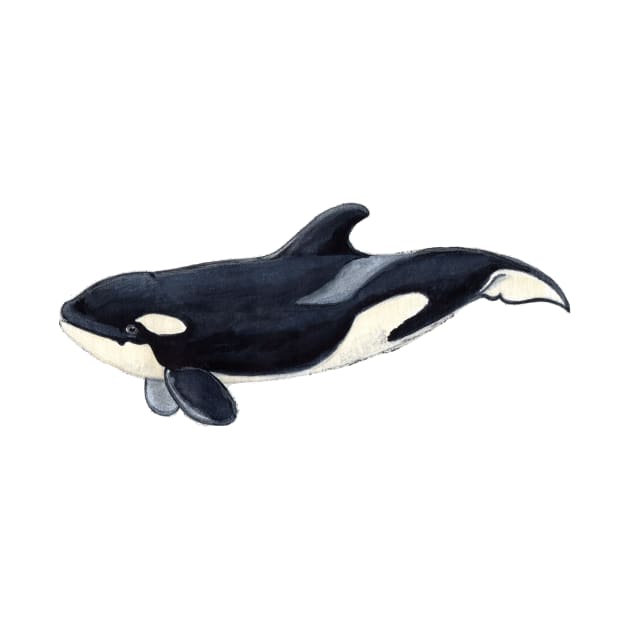 Baby orca by chloeyzoard