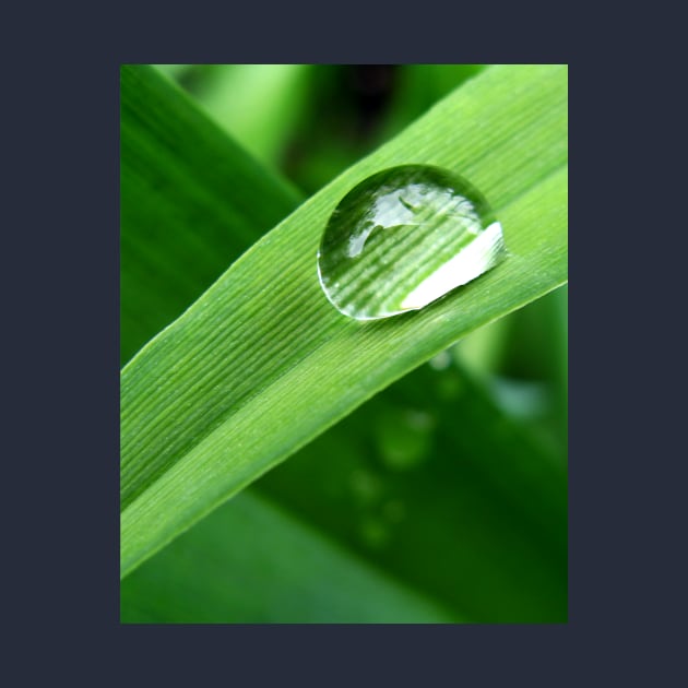 Water Droplet on Leaf by amyvanmeter